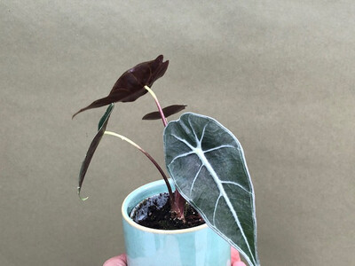 Alocasia Longiloba Babyplant