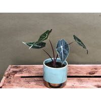 Alocasia Longiloba Babyplant