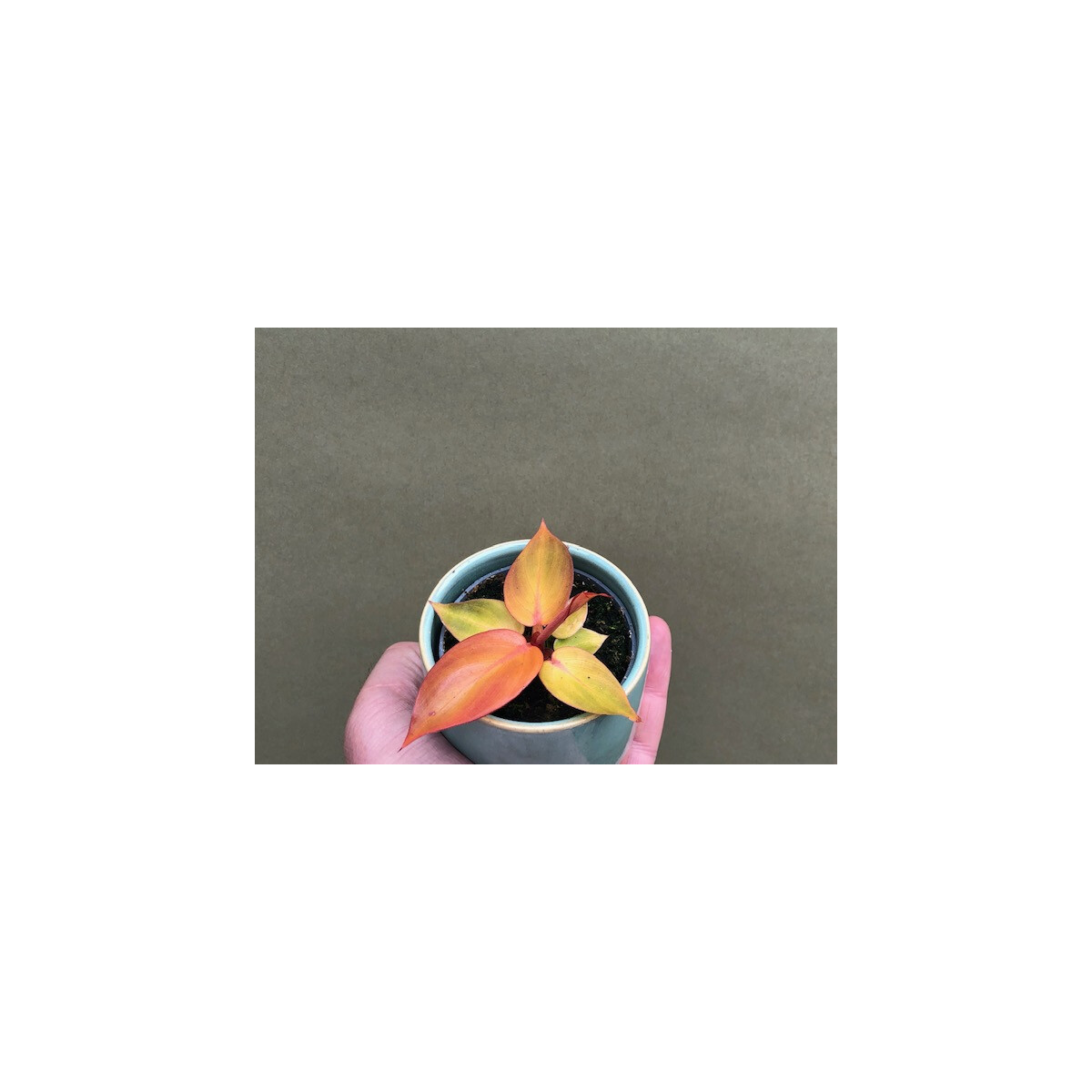 Philodendron Red Sun Babyplant