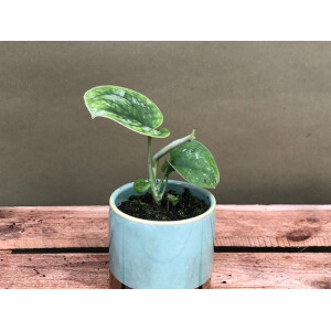 Scindapsus pictus Babyplant