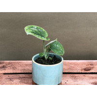 Scindapsus pictus Babyplant