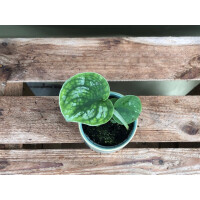 Scindapsus pictus Babyplant