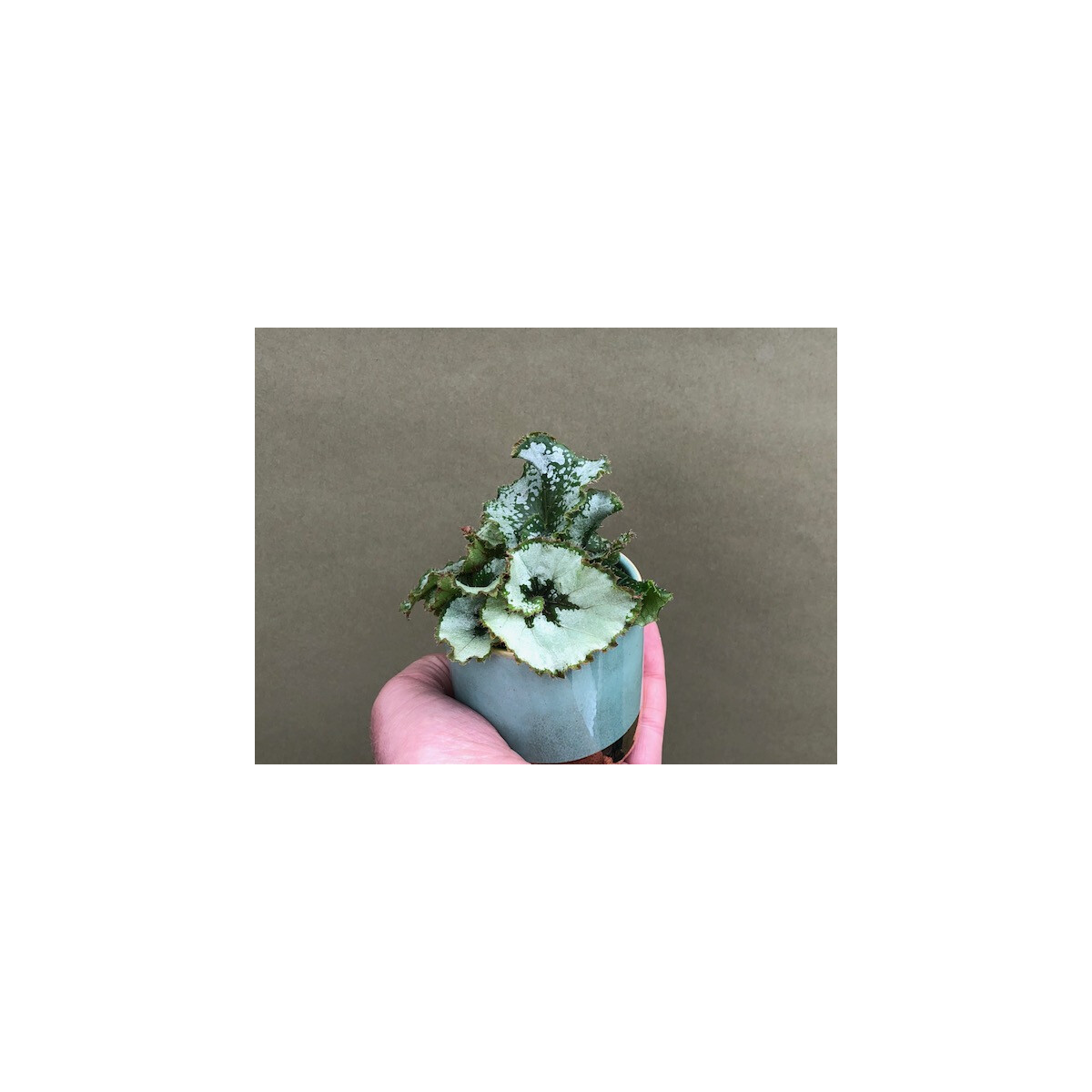 Begonia Rex Escargot Babyplant