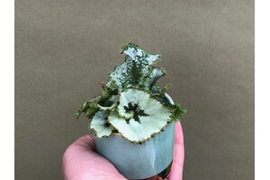 Begonia Rex Escargot Babyplant