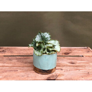 Begonia Rex Escargot Babyplant