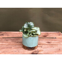 Begonia Rex Escargot Babyplant