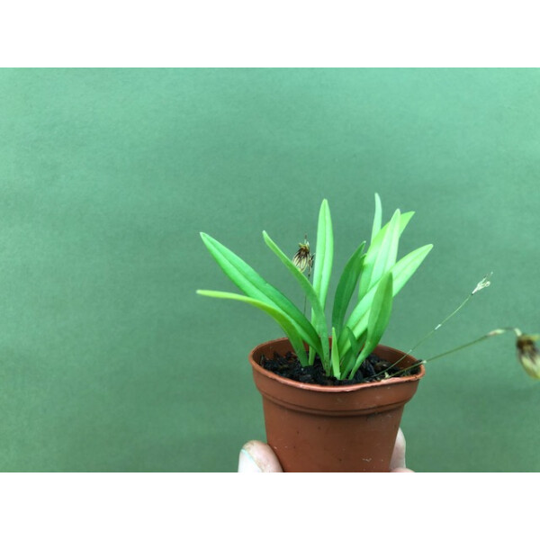 Pleurothallis brighamii