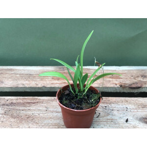 Pleurothallis brighamii