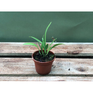 Pleurothallis brighamii