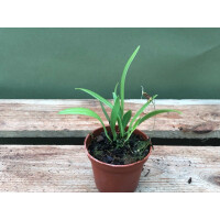 Pleurothallis brighamii