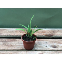 Pleurothallis brighamii