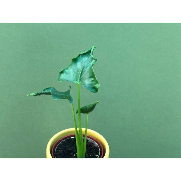 Alocasia triangularis Rare