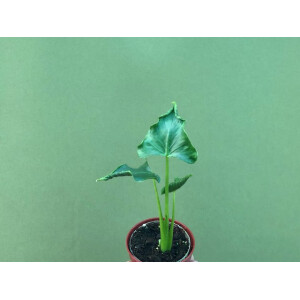 Alocasia triangularis Rare