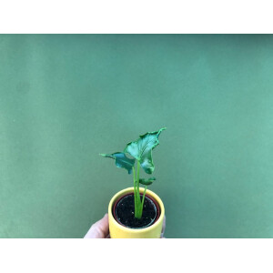 Alocasia triangularis Rare
