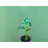 Alocasia triangularis Rare