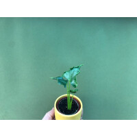 Alocasia triangularis Rare