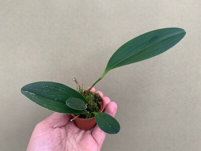 Pleurothallis tuerckheimii