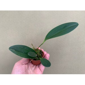 Pleurothallis tuerckheimii