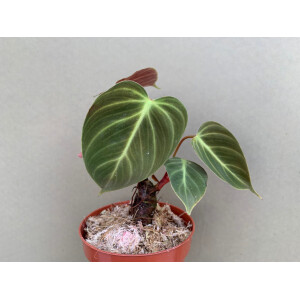 Philodendron spec. El Choco Red M
