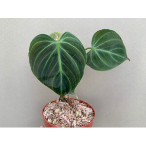 Philodendron spec. El Choco Red M