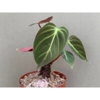 Philodendron spec. El Choco Red M