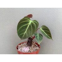 Philodendron spec. El Choco Red M