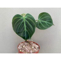 Philodendron spec. El Choco Red M