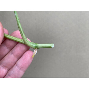 Syngonium Mottled Arrowhead 1 leave Cutting