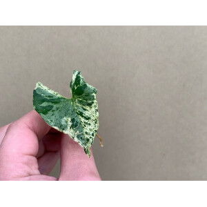 Syngonium Mottled Arrowhead 1 leave Cutting