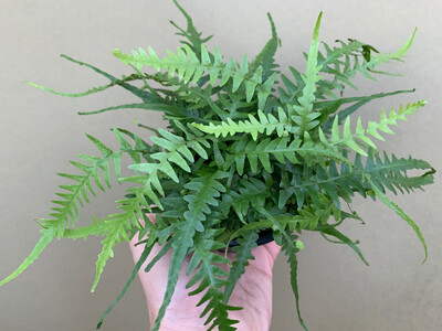 Asplenium spec. Costa Rica