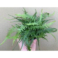 Asplenium spec. Costa Rica