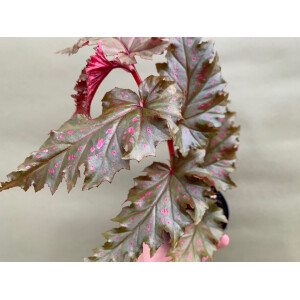 Begonia serratipetala