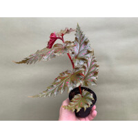 Begonia serratipetala