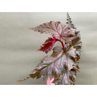 Begonia serratipetala