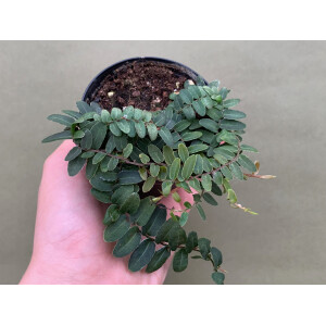 Marcgravia spec. Peru NEU