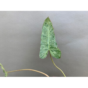 Philodendron Paraiso Verde variegata Ableger