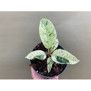 Ficus Shivereana Moonshine selten