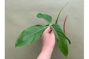 Philodendron Tripartitum Cutting