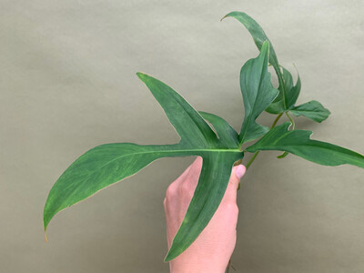 Philodendron Glad Hands Ableger