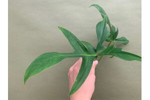 Philodendron Glad Hands Ableger
