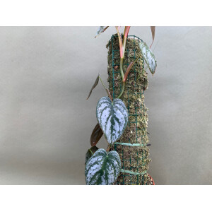 Ben´s Jungle Base L