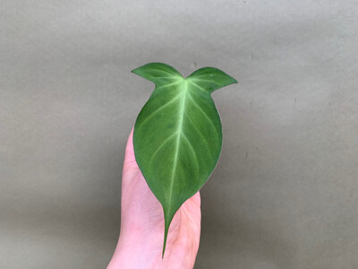 Philodendron camposportoanum Cutting