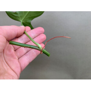 Philodendron camposportoanum Ableger