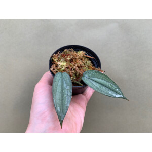 Philodendron Burle Marx Fantasy Ableger