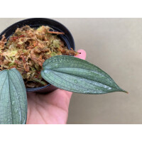 Philodendron Burle Marx Fantasy Ableger