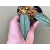 Philodendron Burle Marx Fantasy Ableger