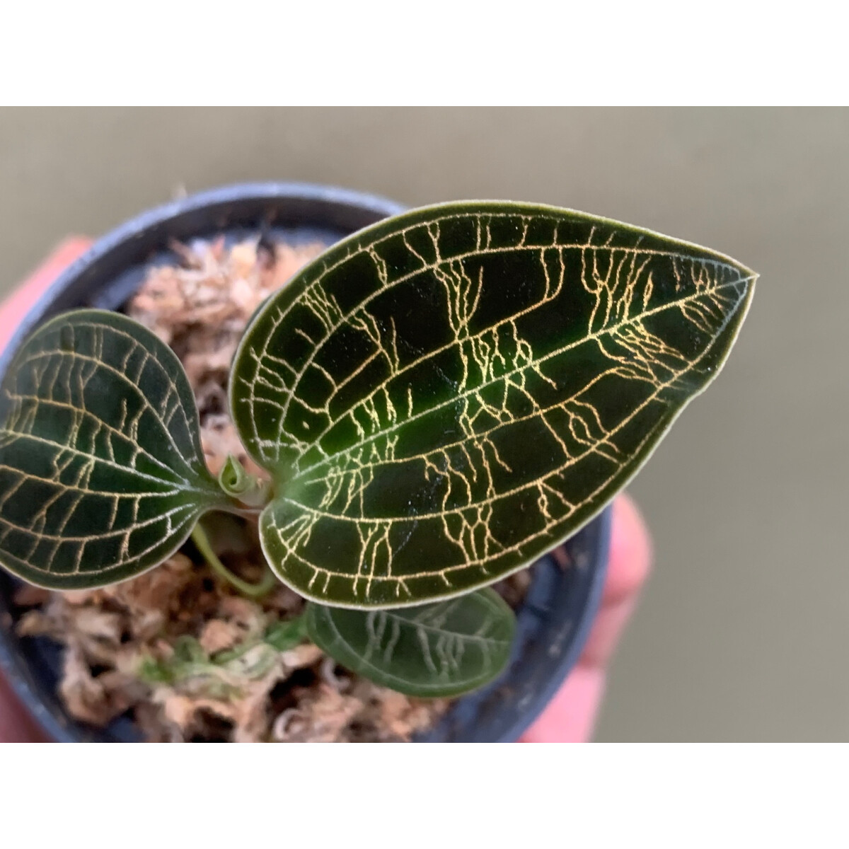 Macodes petola Dark Form seltene Juweliorchidee, 15,90