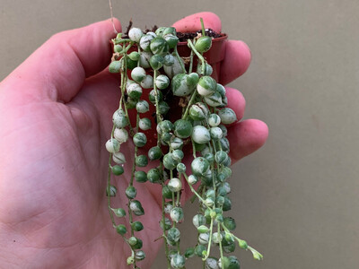 Senecio rowleyanus string of pearls Variegata Babyplant