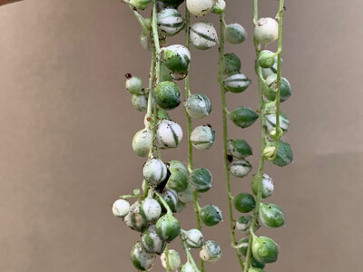 Senecio rowleyanus string of pearls Variegata Babyplant