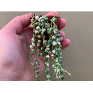 Senecio rowleyanus string of pearls Variegata Babyplant